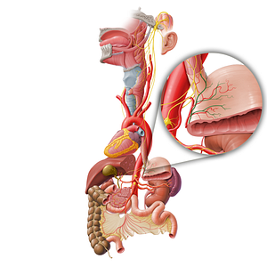 Anterior gastric branches of anterior vagal trunk (#8497)
