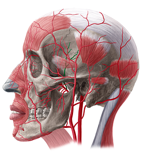 Posterior deep temporal artery (#20508)
