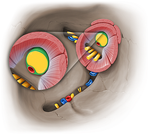 Sheath of optic nerve (#19007)