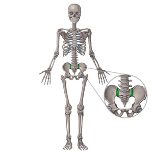 Sacroiliac joint (#2084)