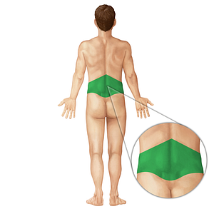 Lumbar region (#9555)