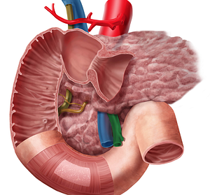 Superior mesenteric artery (#1544)