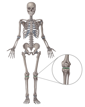 Tibial plateau (#536)