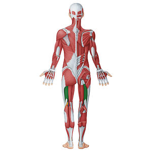 Biceps femoris muscle (#18692)