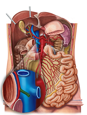 Right gastroomental artery (#1303)