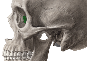 Orbital plate of ethmoid bone (#4404)