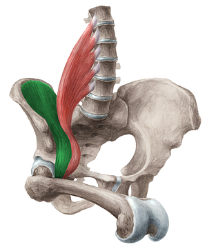 Iliacus muscle (#5444)