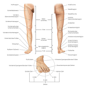 Regions of the lower extremity (German)