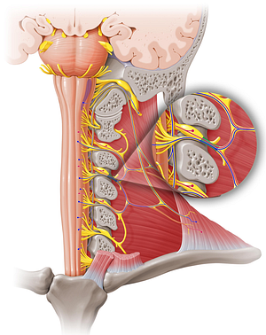 Spinal nerve C3 (#6733)