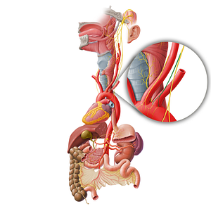 Inferior cervical cardiac branch of vagus nerve (#6351)
