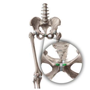 Pubic crest (#19981)