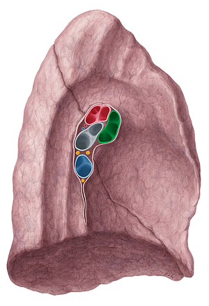 Left superior pulmonary vein (#10514)