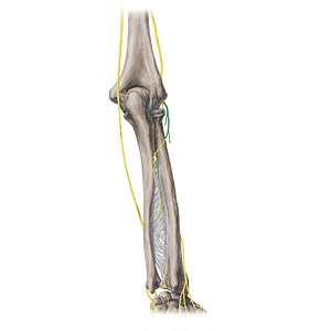 Deep branch of radial nerve (#20415)