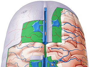 Arachnoid mater (#807)