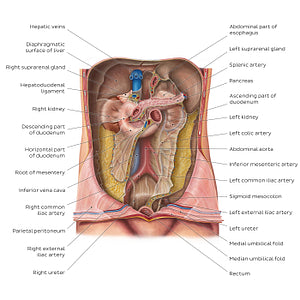Retroperitoneum (English)