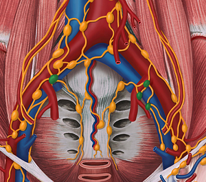 Internal iliac lymph nodes (#7025)