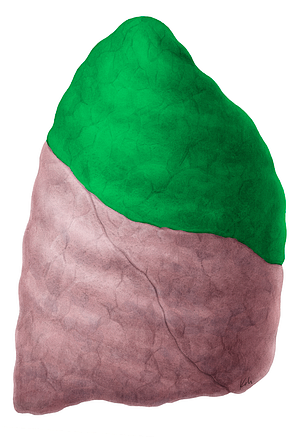 Superior lobe of right lung (#4861)