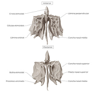 Ethmoid bone (anterior and posterior views) (Portuguese)