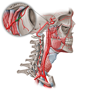 Pterygopalatine part of maxillary artery (#19079)