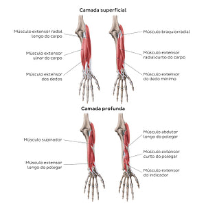 Extensors of the forearm (Portuguese)