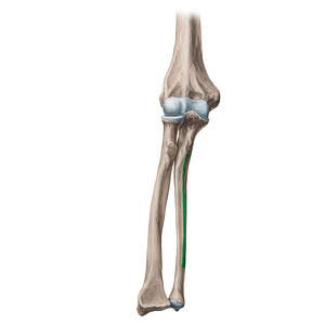 Anterior border of ulna (#4922)