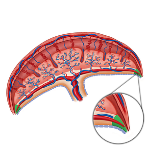 Chorion laeve (#19160)