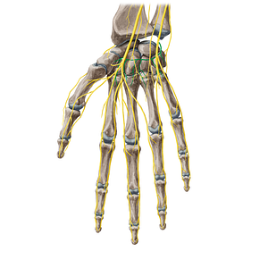 Deep branch of ulnar nerve (#8788)