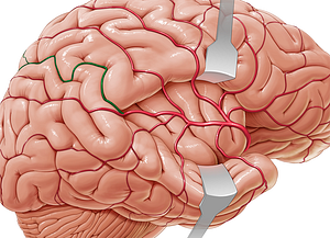 Posterior parietal artery (#1609)