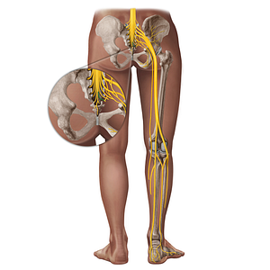 Coccygeal nerve (#18276)