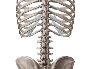 Spinous process of vertebra T11 (#18538)