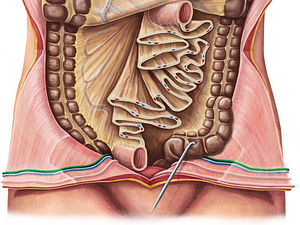 Inferior epigastric artery (#1191)