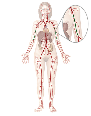 Brachial artery (#901)