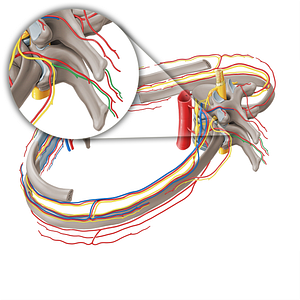 Medial branch of posterior ramus of spinal nerve (#8505)