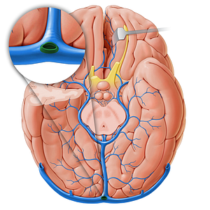 Occipital sinus (#18232)
