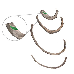 Groove for subclavian vein of 1st rib (#9345)
