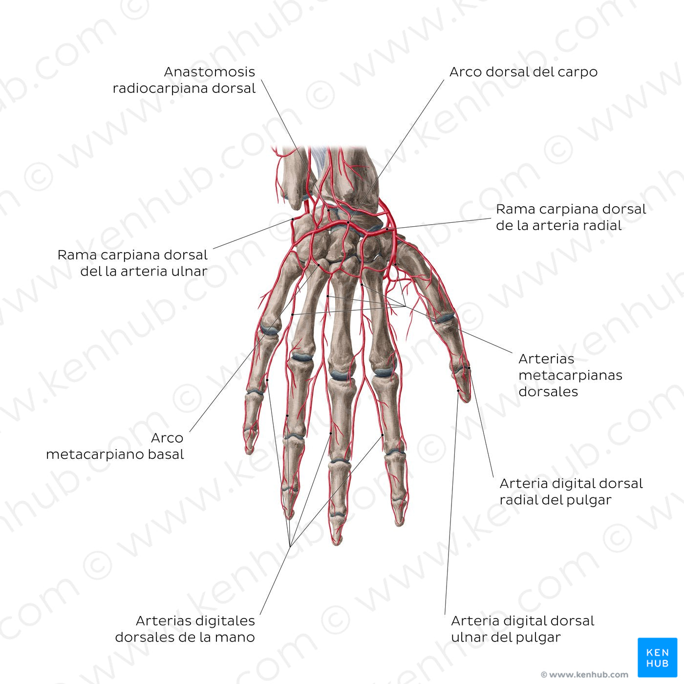 Arteries Of The Hand: Dorsal View (Spanish) – Kenhub Image License Store