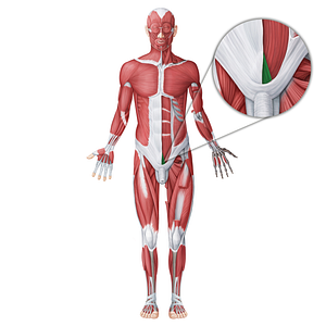 Pyramidalis muscle (#18727)