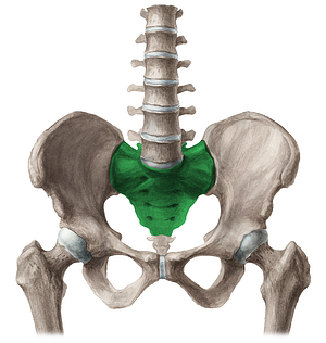Pelvic surface of sacrum (#3536)