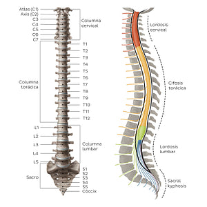 Vertebral column (Spanish)