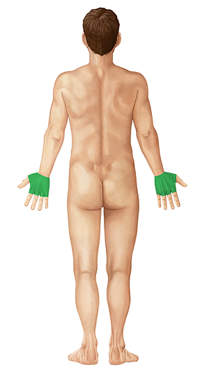 Dorsum of hand (#138)