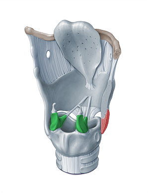 Arytenoid cartilage (#18300)