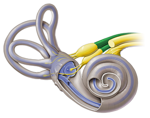 Vestibular nerve (#6899)
