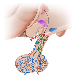 Primary capillary network of hypophyseal portal system (#16237)