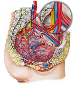 Left iliolumbar artery (#1437)