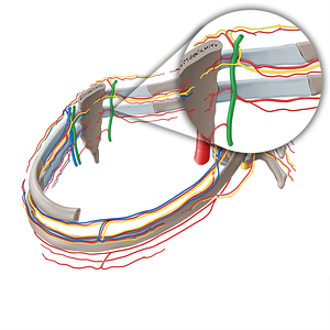 Internal thoracic artery (#1919)