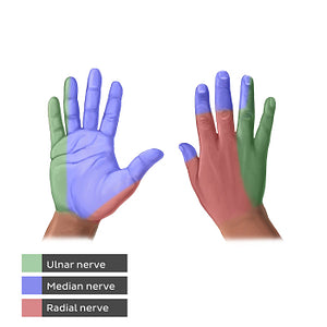 Sensory innervation of hands (English)