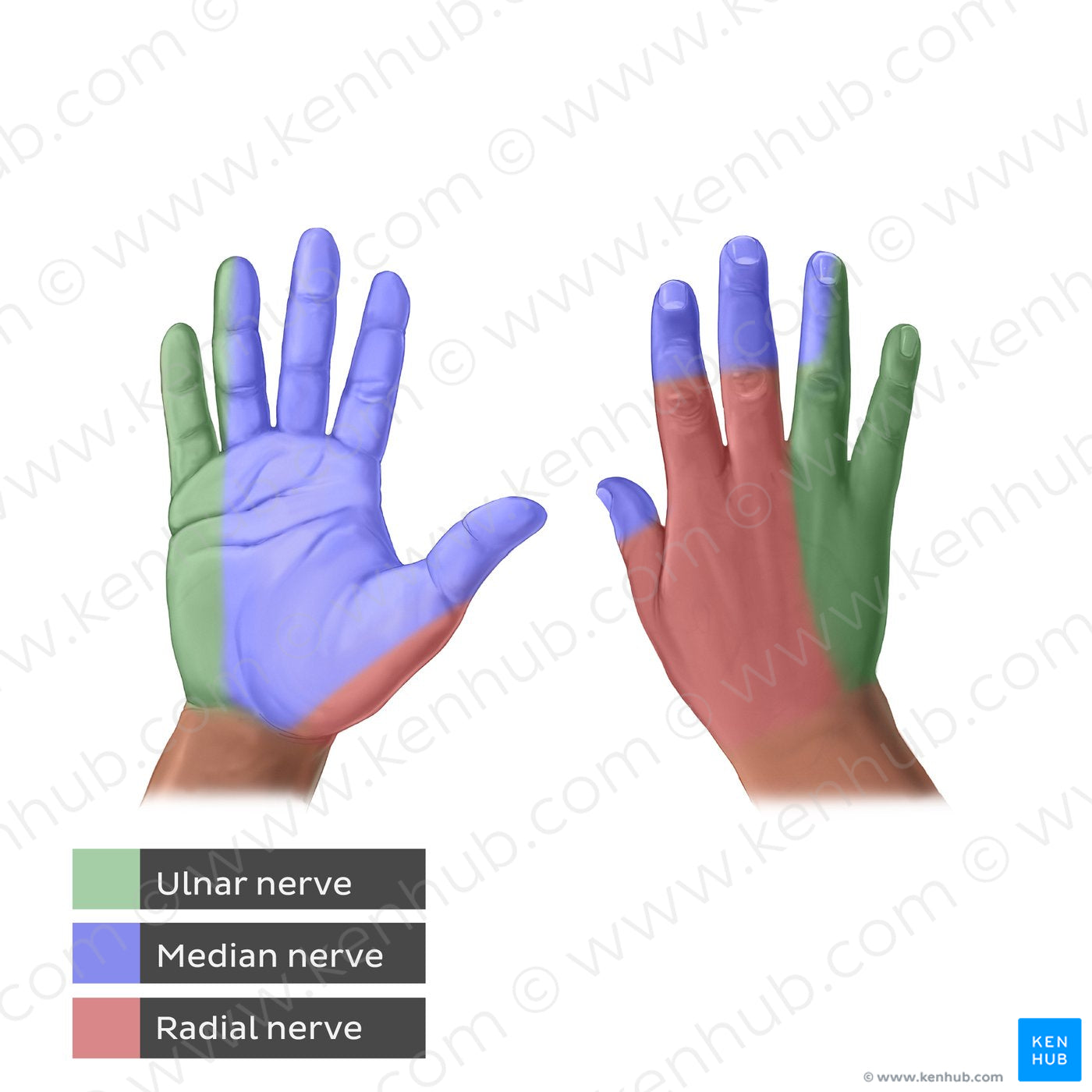 Sensory innervation of hands (English)