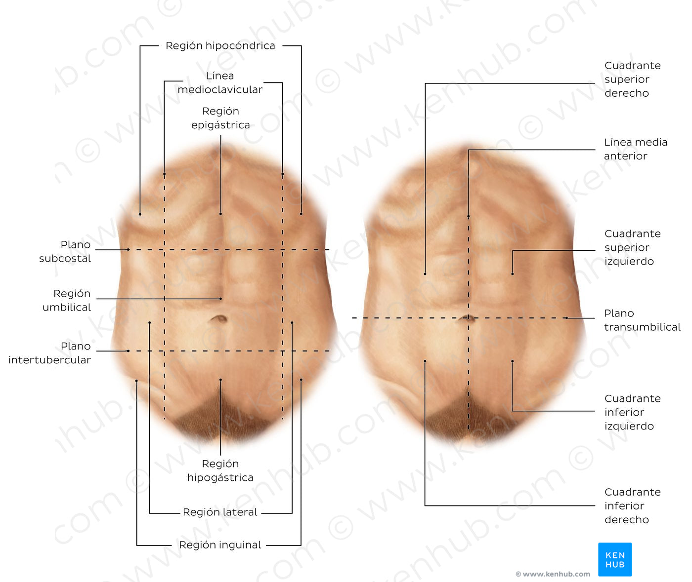 Regions of the abdomen (Spanish)