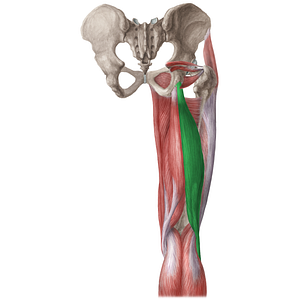Biceps femoris muscle (#5226)