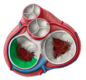 Posterior leaflet of left atrioventricular valve (#3184)